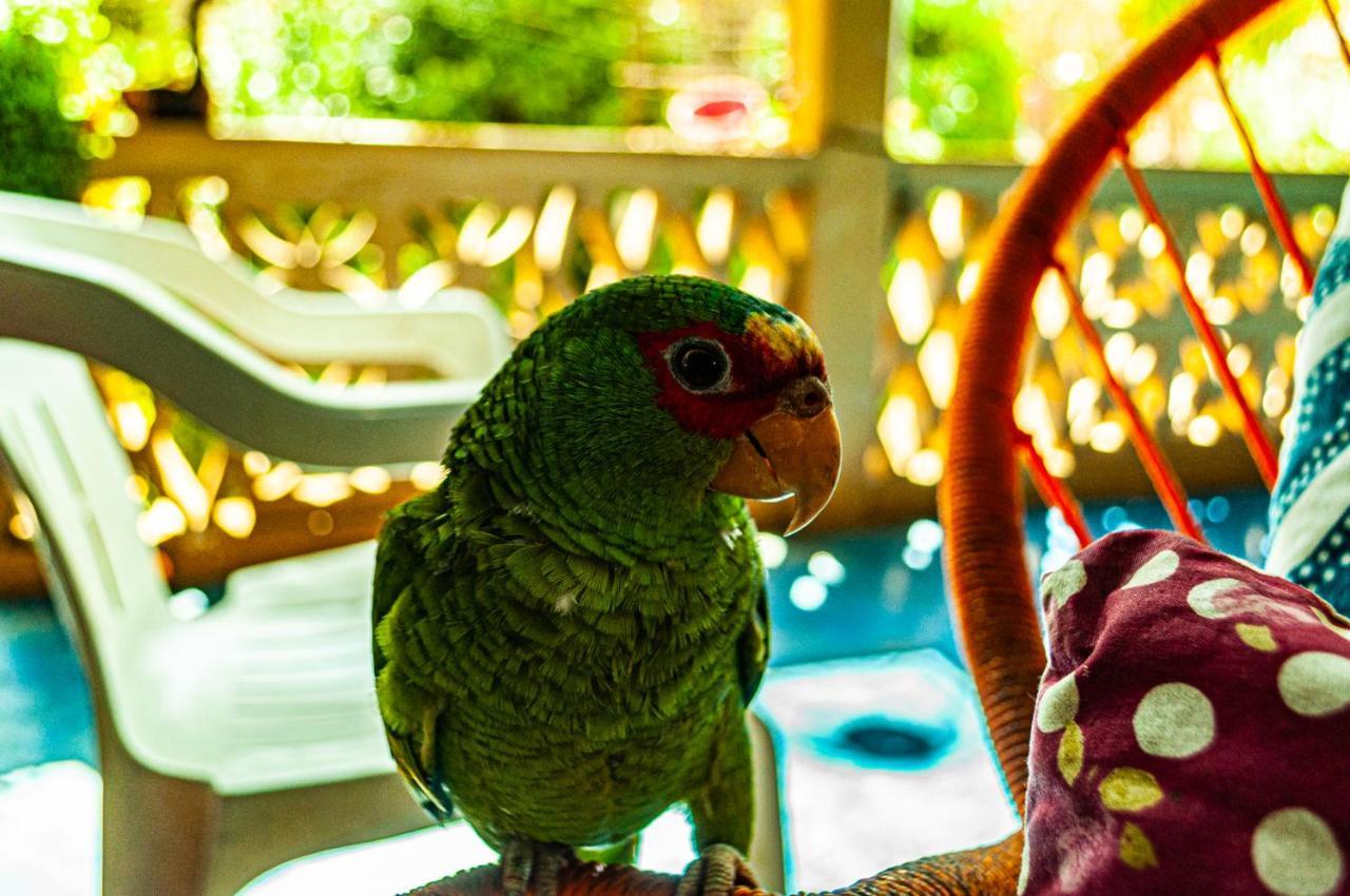 Hotel Capy Puerto Ángel Eksteriør billede
